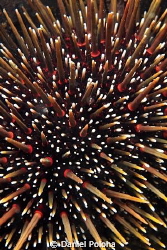 Sea urchin is very colourful when inspected from a short ... by Daniel Poloha 